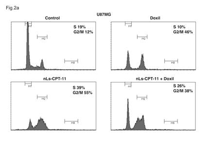 Cell cycle profiles of U87MG cells examined by flow cytometry. U87MG cells were exposed to drug-free liposomes (control), Doxil (0.2 μg/ml), CPT-11 nanoliposomes (nLs-CPT-11) (5 μg/ml), or a combination of Doxil (0.2 μg/ml) and nLs-CPT-11 (5 μg/ml) for 24 h. Cells were harvested and analyzed by fluorescence-activated cell sorting as described in Materials and Methods.