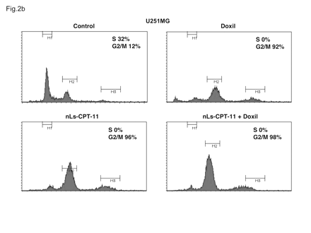 Cell cycle profiles of U251MG cells examined by flow cytometry. U251MG cells were exposed to drug-free liposomes (control), Doxil (0.2 μg/ml), CPT-11 nanoliposomes (nLs-CPT-11; 5 μg/ml), or a combination of Doxil (0.2 μg/ml) and nLs-CPT-11 (5 μg/ml) for 24 h. Cells were harvested and analyzed by fluorescence-activated cell sorting as described in Materials and Methods.