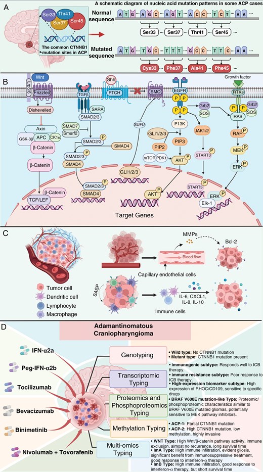 A schematic diagram illustrating the molecular mechanisms and targeted therapies related to ACP development. (A) Diagram showing common CTNNB1 mutation sites and associated nucleic acid mutations in ACPs. (B) Illustration of known intracellular signaling pathways involved in ACP tumor cells. (C) Schematic representation of matrix metalloproteinases (MMPs), cytokines (IL-6, CXCL1, IL-8, and IL-10), and the SASP-related paracrine pathway, highlighting their roles in the ACP tumor microenvironment. (D) Diagram summarizing targeted therapies and molecular subtype classification of ACP, showing potential therapeutic strategies based on molecular features.