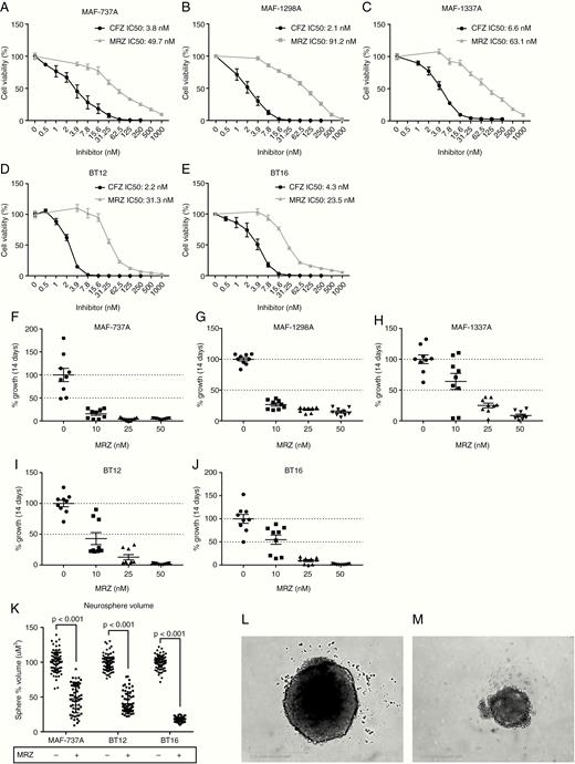 Marizomib (MRZ) inhibits atypical teratoid/thabdoid tumor (AT/RT) cells at clinically achievable doses and in 3D culture. (A–E) Dose response curves to 5-d treatment with either MRZ or CFZ for MAF-737A (A), MAF-1298A (B), MAF-1337A (C), BT12 (D), and BT16 (E) cell lines, by CellTiter-Glo. Error bars indicate the standard error of the mean. (F–J) Cell viability after dosing with MRZ twice weekly for 14 days at 0, 10, 25, and 50 nM MRZ for MAF-737A (F), MAF-1298A (G), MAF-1337A (H), BT12 (I), and BT16 (J) cell lines. Viability is shown as absorbance per well after fixation and staining with crystal violet. (K) Neurosphere volume after 7-d growth is significantly reduced by MRZ. Neurospheres were allowed to form, treated with 100 nM MRZ, and measured after 7 days. Statistics are generated by 1-way ANOVA. (L and M) BT16 neurosphere treated with Dimethyl sulfoxide (DMSO) control (L) versus 100 nM MRZ (M). Scale bar is 400 µm.