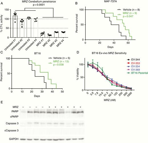Marizomib (MRZ) suppresses atypical teratoid/thabdoid tumor (AT/RT) tumor growth in vivo. (A) Chymotrypsin-like activity of disaggregated single cells isolated from mouse cerebellums 1 h post-injection with either 200 µg/kg MRZ or an equivalent volume of vehicle. Statistics shown are for 1-way ANOVA, n = 8. (B, C) Kaplan–Meier graphs showing cerebellar xenografts of MAF-737A (B) or BT16 (C) cells, treated twice weekly with either 200 µg/kg (B) or 150 µg/kg (C) MRZ. (D) Dose–response curves to 5-day treatment from BT16 cells isolated from mice in the treatment group of (C). (E) Western blot analysis of tumors extracted from mice from (B), blotting for total and cleaved PARP, total and cleaved Caspase 3, and GAPDH loading control.