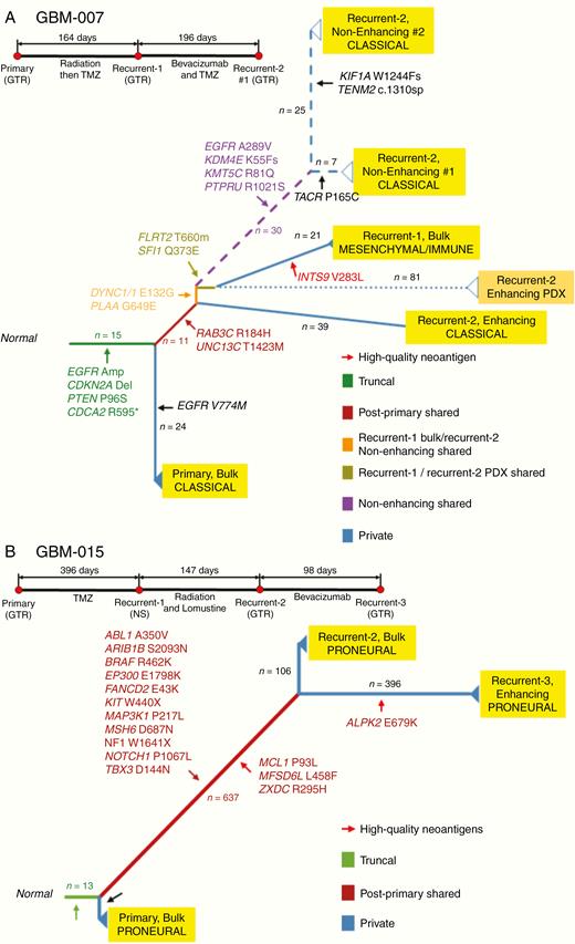 Phylogenetic trees constructed using genetic alterations in GBM-007 and GBM-015. GBM evolutionary trees in patients GBM-007 (A) and GBM-015 (B) and their brief clinical history. The longitudinal and spatial evolution was reconstructed by comparing the somatic alterations occurring in multiple tumors from an individual patient with a clustering approach. The length of branches is proportional to the number of accumulated mutations at each stage that is also reported over the branches. The color of the branch indicates truncal, shared, and private alterations as indicated. Driver genes, as well as high-quality neoantigens, are reported for each evolutionary stage. Transcriptional subtype classification is indicated for each tumor. Surgical annotations: GTR, gross total resection; STR, subtotal resection; NS, no surgery; NA, not applicable.