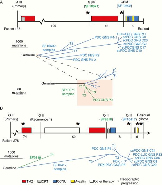 Phylogenies of IDH-mutant astrocytoma and oligodendroglioma PDCs, scPDCs, and PDX integrated with spatiotemporal tumor tissue samples. (A, upper panel): The clinical timeline of astrocytoma Patient 137, drawn to scale. Vertical lines indicate surgical resection; stars represent radiographic progression; filled rectangles indicate treatment period and fill color indicates treatment type (see key at bottom). Months between surgical resections are provided below the timeline. The tumor classification is listed above each surgical time point, and surgeries from which samples were sequenced are designated with an SF number. Lower panel: A tumor phylogeny was constructed from single-nucleotide somatic mutations. Line length is proportional to the number of mutations. Lowest panel: A zoomed-in view of the shaded portion of the tree showing the relationship between samples of the non-HM first tumor recurrence (SF10071) and the HM samples of the second recurrence (SF10602). (B, upper panel): The clinical timeline of oligodendroglioma Patient 278. Lower panel: A tumor phylogeny of tumor tissue and PDCs of Patient 278. FBS, cells cultured in media containing fetal bovine serum; GNS, cells cultured in glioma neural stem cell media; PDCs, patient-derived cells; scPDCs, single-cell-derived patient-derived cells; PDC-LUC, luciferase-modified PDC; T1, T2, T3, spatially distinct pieces of tumor tissue; PDX, patient-derived intracranial xenograft; PDX-PDC, PDC derived from PDX; A, astrocytoma; O, oligodendroglioma; TMZ, temozolomide; XRT, radiation therapy; CCNU, lomustine; P#, passage number.