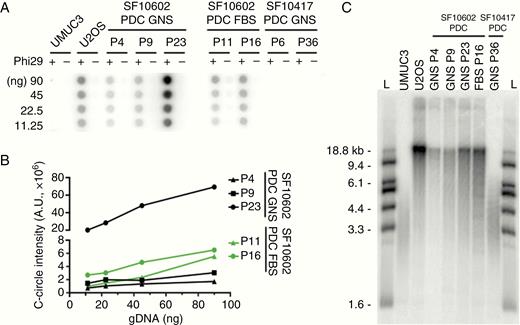 ATRX-mutant PDCs are positive for the ALT phenotype. (A) The ATRX-mutant SF10602 PDC GNS and PDC FBS cultures are positive for C-circle amplification across multiple passages. In contrast, the ATRX wildtype SF10417 GNS culture is negative for C-circles. A human bladder transitional cell carcinoma cell line (UMUC3) and a human osteosarcoma cell line (U2OS) serve as negative and positive controls for C-circle amplification, respectively. (B) Signal intensity was quantified in arbitrary units and plotted. (C) Telomere restriction fragment length analysis shows an accumulation of long chromosomes and a heterogeneous telomere length distribution characteristic of ALT. The ALT cells show a tighter and shorter telomere length distribution. L, DNA ladder.