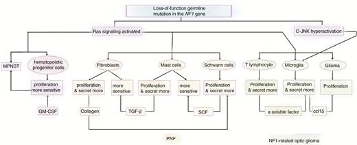 The abnormal immune system introduced by mutations in the NF1 gene promotes NF1 and NF1-related tumor initiation and development. Loss-of-function germline mutation in the NF1 genes in host immune cells introduces an abnormal immune system by activating the Ras signaling pathways. Consistent with this, interactions among multiple tumor cells and nonneoplastic cells in the NF1 microenvironment are also found. Eventually, the mutated immune system contributes to the initiation and development of NF1 and NF1-related tumors.