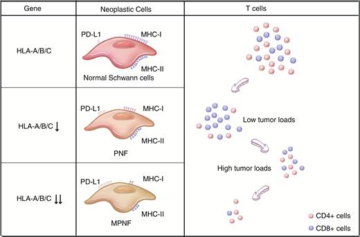 Changes in the expression of immune receptors in NF1 and abnormalities in T lymphocytes in the tumor microenvironment with NF1 development. From normal cells to neurofibroma and finally to MPNST, the ability of tumor cells to escape immunosurveillance is enhanced by degrees. On the one hand, NF1-associated Schwann cells have a gradually reduced level of MHC classes I and II compared with that of normal human Schwann cells, and this effect is caused by the downregulation of HLA-A/B/C. Consistent with this, NF1 tumor tissues show upregulated expression of PD-L1. On the other hand, there is a reduced T cell count in the NF1 microenvironment with an increased proportion of CD8+ T cells in low tumor loads and a decreased proportion in high tumor loads. CD8+ T cells are considered one of the major forces against tumor development, and the decrease in this cell type also helps the immune escape in NF1.