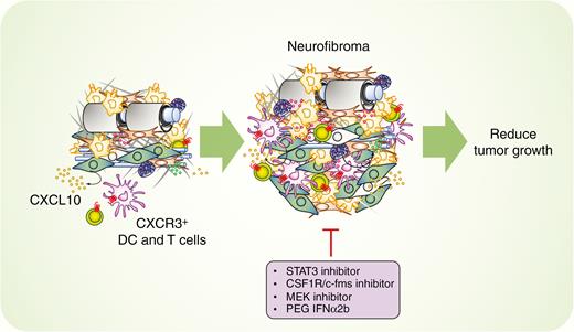 Potential immunotherapy targets in neurofibroma. In neurofibroma mouse models, the CXCL10/CXCR3 axis involving dendritic cells and T cells is critical in the early development of neurofibroma (~2 months). Macrophages contribute to neurofibroma formation via the involvement of STAT3 and CSF-1/CSF1R signaling. Inhibitory molecules targeting STAT3, CSF-1/CSF1R, and pegylated Interferon alpha 2b in established neurofibroma modestly inhibit tumor growth. MEK inhibition significantly shrinks most neurofibromas.