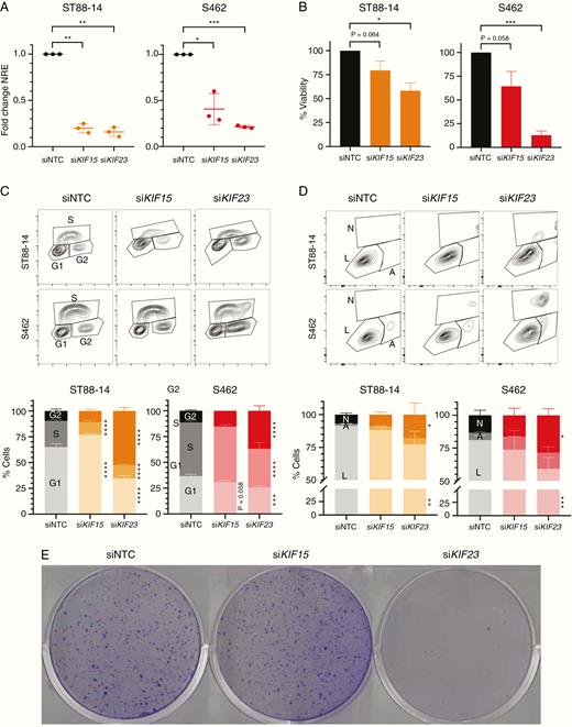 siRNA depletion of KIF15 and KIF23 affects viability and cell cycle progression of MPNST cells. A. RT-qPCR normalized relative expression of KIF15 and KIF23 72h post-transfection of a non-targeting (siNTC) siRNA, siKIF15, and siKIF23 pools in ST88-14 and S462 cell lines. Expression values are plotted as the fold change NRE for each condition relative to each NRE siNTC sample. B. Percentage of cell viability (relative to siNTC viability) after 72 h of transfection of siNTC, siKIF15, or siKIF23 in ST88-14 and S462. C. Cytometry plots of EdU incorporation and PI staining (top) and percentage of cells in G1/G0, S, and G2/M cycles (bottom) after 72 h of transfection of siNTC, siKIF15, or siKIF23 in ST88-14 and S462. D. Cytometry plots of Annexin V and bis-benzimide staining (top) and percentage of living (L), early apoptotic (A) and late apoptotic/necrotic cells (N; bottom) after 72 h of transfection of siNTC, siKIF15, or siKIF23 in ST88-14 and S462. E. Colony formation assay in S462 cells after 15 days of transfection of siNTC, siKIF15, or siKIF23. All experiments were performed in triplicate. A t-test considering unequal variances was applied in A and B. A two-way ANOVA and a Tukey’s multiple comparisons test were applied in C and D (*P < .05, **P < .01, ***P < .001, ****P < .0001).