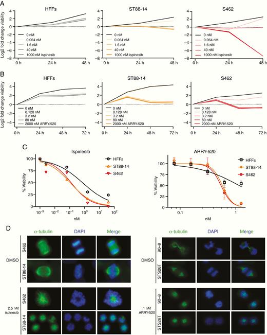 MPNST cell lines are sensitive to the KIF11 inhibitors ispinesib and ARRY-520. A. Log2 fold change viability of HFFs, ST88-14, and S462 at 24 h and 48 h versus 0 h of ispinesib treatment. B. Log2 fold change viability of HFFs, ST88-14, and S462 at 24 h, 48 h, and 72 h versus 0 h of ARRY-520 treatment. C. Viability curves after ispinesib (48 h) or ARRY-520 (72 h) treatment. The percentage of viable cells relative to dose 0 is plotted vs. KIF11 inhibitor dose. For ARRY-520 treatment mean ± SD viability is shown. IC50 values for each drug and cell line were calculated by applying a nonlinear regression model with the GraphPad Prism 8 software. D. Mitotic spindle immunostaining of MPNST cell lines after 24 h of ispinesib or ARRY-520 treatment. Normal functional bipolar spindles (top figures) were replaced by monopolar spindles (bottom figures). Representative images are shown (100×).