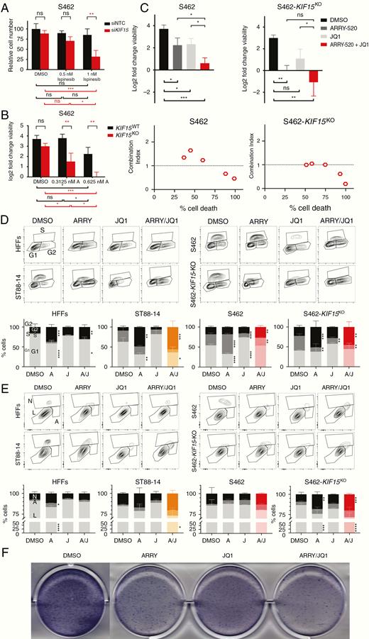Combined suppression of KIF11 and KIF15 with BRD4 inhibition shows antitumoral in vitro effects in MPNST cells. A. Number of siNTC- and siKIF15-transfected S462 cells after 48 h of ispinesib treatment. Cell number is plotted relative to the number of cells in the siNTC sample at dose 0 nM (DMSO). B. Log2 fold change viability of KIF15WT S462 and S462-KIF15KO cells after 72 h of ARRY-520 treatment. C. Top: Log2 fold change viability of S462 and S462-KIF15KO cell lines at 72 h versus 0 h of vehicle (DMSO), ARRY-520, JQ1, and combined ARRY-520/JQ1 treatments. Bottom: CI plots of S462 and S462-KIF15KO showing the mean percentage of cell death versus the mean CI value for the ARRY-520/JQ1 treatment at 5 combined doses. D. Cytometry plots of EdU incorporation and PI staining (top) and cell cycle analysis (bottom) of HFFs, ST88-14, S462, and S462-KIF15KO cells after 72 h of vehicle (DMSO), ARRY-520, JQ1, and combined ARRY-520/JQ1 treatments. E. Cytometry plots of Annexin V and bis-benzimide staining (top) and apoptosis analysis (bottom) of HFFs, ST88-14, S462, and S462-KIF15KO cells after 72 h of vehicle (DMSO), ARRY-520, JQ1, and combined ARRY-520/JQ1 treatments. F. Colony formation assay of S462 cells after single agents and combined treatments. A one-way ANOVA was applied in C. A two-way ANOVA was applied in A, B, D, and E. A Tukey’s multiple comparisons test was applied in A–E. All experiments were repeated 3 times (*P < .05, **P < .01, ***P < .001, ****P < .0001).