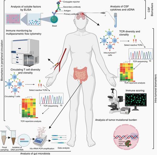 Schematic representing select biomarkers both peripheral and intratumoral, proposed for assessment of immune responses of glioblastoma patients treated with immune checkpoint inhibitors.