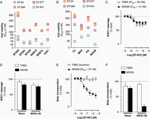 Broader antitumor activity of ST-401 in PD-glioma compared to glioma cell lines in culture. (A) ST-compounds inhibit the growth (TGI50) of 6 human glioma cell lines in the NCI-60 cell line panel. (B) ST-compounds reduce the viability of 4 PD-glioma isolates when measuring WST-1 cleavage. Results are mean ± SEM from 3 to 5 experiments. (C) ST-401 reduces the viability of T98G and MGG8 cells with comparable IC50s when measuring WST-1 cleavage. (D) NOC (3 μM) and MPS1-IN (30 μM) reduce the viability of T98G and MGG8 cells when measuring WST-1 cleavage. (E) ST-401 reduces the number of MGG8 cell in S phase when measuring BrdU-incorporation. Lack of response in T98G. (F) NOC (3 μM) and MPS1-IN (30 μM) reduce the number of MGG8 cell in S phase when measuring BrdU-incorporation. Lack of response in T98G and cells. (C–F) Results are mean ± SEM from n = 3–6 experiments. Two-way ANOVA analysis followed by Tuckey's post-test indicated significance of *P < .05, **P < .01 and ***P < .001 compared to vehicle control (dotted line).