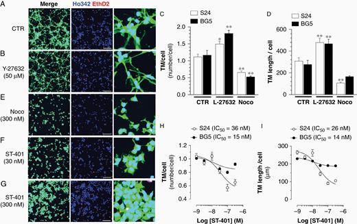 ST-401 decreases TM number and length in PD-glioma cells in culture. Representative images of PD glioma (S24) expressing cytoplasmatic GFP and treated with vehicle control (DMSO 1%) (A), Y-27632 (50 μM) (B), Noco (300 nM) (E) and ST-401 (30 and 300 nM) (F and G), and stained with Ho342 and EthD2 fluorescence. Scale bar = 200 μm. (C–D) Y-27632 (50 μM) increased, and Noco (300 nM) decreased, TM number/cell (C) and TM length/cell (D). (H–I) ST-401 decreased TM number/cell (H) and TM length/cell (I) in S24 PD-glioma to greater extent than in BG5 PD-glioma. Two-way ANOVA analysis followed by Tuckey's post-test indicated significance of *P < .05 and ***P < .001 compared to vehicle control (DMSO 1%). Microtube length and number per cell were quantified in a semi-automatic manner using immunofluorescence images and machine learning-based workflow.