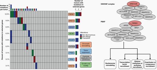 The primary tumors of spinal chordomas demonstrate recurrent mutations in tumor suppressors, and genes involved in chromatin remodeling, centriole duplication and cytokinesis, and growth and motility. Twenty-five percent of tumors tested had a mutation in genes that regulate epigenetic status across the genome, including mutations in genes responsible for chromatin remodeling and histone methylation. Most notable were mutations in ARID1A, ARID1B, and PBRM1 (colored red in the schematics for the SWI/SNF complex and PBAF complex), key members of the SWI/SNF and PBAF complexes that play a role in chromatin structure and transcriptional regulation. Loss of SWI/SNF or PBAF complex members may lead to transcriptional dysfunction, including disruption of nucleosome sliding activity, affecting the ability of the RNA polymerase II complex to bind promoters across the genome.