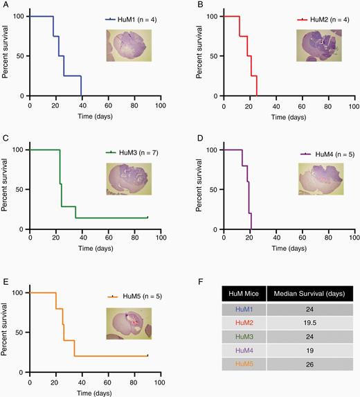 Intracranial tumor growth and survival is comparable among HuM mice. HuM mice were injected with GL261 cells (1 × 105 cells/5 μL). Mice were monitored for survival and euthanized at moribund. (A) HuM1 n = 4 females; (B) HuM2 n = 4 females; (C) HuM3 n = 7 females and males; (D) HuM4 n = 5 females; and (E) HuM5 n = 5 females. Insets, H&E microscopy images were taken at 12.5×. (F) Median survival for each of the 5 HuM groups. Experiments were performed at different times and were presented as individual curves for clarity.