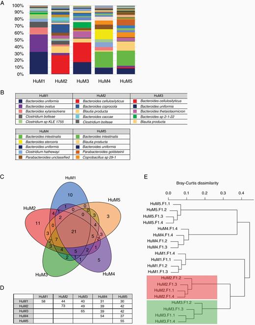 Taxonomic distribution of microbial communities in the HuM mice. (A) The relative abundance of 111 observed species across all HuM mice are shown. Averages for each HuM strain are shown (n = 4 mice per group). (B) The top 5 species are listed for each of the HuM mice. (C) A Venn diagram representing shared and unique microbial species among the 5 HuM groups. (D) Pairwise comparison matrix for the 5 HuM groups. Additional shared microbes between 2 or more HuM groups are shown in Supplementary Table 3. (E) Bray-Curtis dendrogram analysis represents significant and distinct clusters specific to each group. HuM2 and HuM3 cluster groups are highlighted in red and green, respectively.