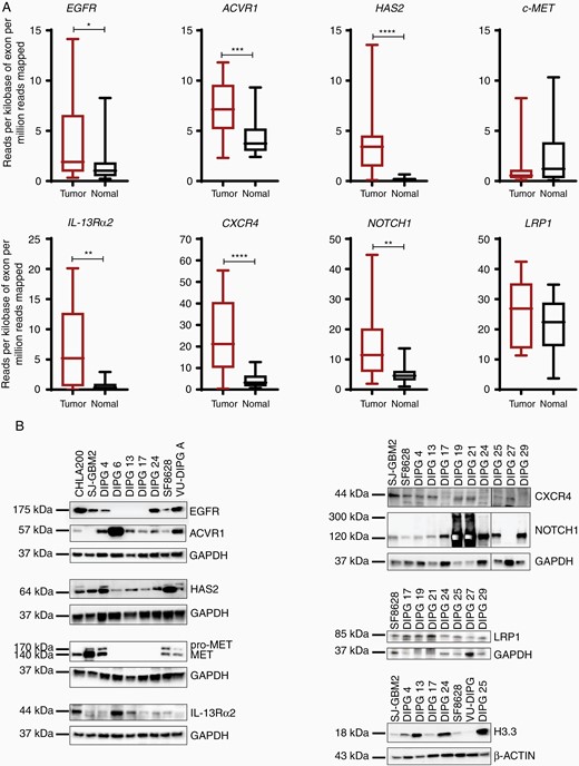 Gene and protein expression of additional receptors in DIPG tumor tissues and cell lines. (A) RNA-sequencing analysis of multiple receptors showing the relative expression in normal and tumor tissue samples. Gene listed are, EGFR, ACVR1, HAS2, c-MET, IL-13Rα2, CXCR4, NOTCH1, and LRP1. The expression is depicted in RPKM. (* denotes P < .05, ** denotes P < .01, *** denotes P < .001, and **** denotes P < .0001). (B) Western blot analyses show the protein expression of all genes in panel A in multiple DIPG cell lines. Note: additional DIPG cell lines were used for the immunoblots. GAPDH and β-ACTIN were used as loading controls.