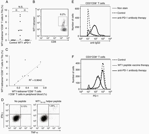 Characterization of TIIs in WT1 peptide vaccine- or anti-PD-1 antibody-treated mice. (A) A bee swarm plot of the frequencies of WT1-tetramer+ CD8+ T cells among CD8+ T cells in TIIs. (B) A representative flow cytometry showing the high frequency of WT1-tetramer+ CD8+ T cells in TIIs in WT1 peptide vaccine-treated mice. (C) Scatter plots of the frequencies of WT1-tetramer+ CD8+ T cells in CD8+ T cells in TIIs and peripheral blood. Dotted line represents approximate line, and its correlation coefficient (R2) is 0.9642. (D) A representative flow cytometry of cytokine-producing CD4+ T cells in TIIs in WT1 peptide vaccine-treated mice with or without WT135–52 helper peptide stimulation. Intracellular staining of IFN-γ and TNF-α of CD3+ CD4+ T cells is shown. (E) A representative flow cytometry for the detection of anti-PD-1 antibody (rat IgG2a antibody) on tumor-infiltrating CD3+ CD8+ T cells in the control, WT1 peptide vaccine-treated, and anti-PD-1 antibody-treated mice. (F) A representative flow cytometry for PD-1 expression in tumor-infiltrating CD3+ CD8+ T cells in control, WT1 peptide vaccine-treated, and anti-PD-1 antibody-treated mice.