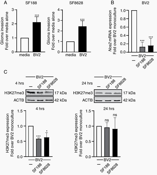 DIPG-induced microglia activation is associated with the transient downregulation of H3K27me3. (A) Quantification of the invasion capacity of SF188 and SF8628 glioma cells into matrigel coated transwells with BV2 microglia or 10% complete DMEM as control in the lower compartment; results are presented relative to 10% media only control, set as 1. (B) qPCR analysis of Nos2 expression in BV2 microglia grown as monocultures or with SF188 or SF8628 glioma cells as segregated co-cultures for 4 h, results are shown relative to BV2 monocultures, set as 1. (C) Immunoblot analysis of BV2 microglia cells for H3K27me3 and β-actin following segregated co-culture with SF188 and SF8628 glioma cells. Results shown relative to monoculture set as 1. P value: *<.05, and ***<.001.