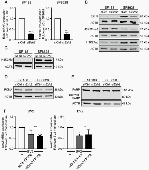 Repression of EZH2 gene expression in H3K-27M DIPG cancer cells does not impact on their survival or capability to activate microglia. (A) qPCR analysis of EZH2 in SF188 and SF8628 glioma cells transfected with either EZH2-specific siRNA (siEZH2) or scramble siRNA (siCtrl). Fold change is shown relative to siCtrl with siCtrl set as 1. Immunoblot analysis of siEZH2 and siCtrl transfected SF188 and SF8628 glioma cells for (B) EZH2, H3K27me3, H3K27ac and β-actin, (C) H3K-27M mutation and β-actin and (D) and (E) PCNA and cleaved PARP. (F) qPCR analysis of Nos2 expression in BV2 microglia grown as monocultures or with siEZH2 or siCtrl SF188 or siEZH2 or siCtrl SF8628 glioma cells as segregated co-cultures for 4 h, results are shown relative to BV2 monocultures, set as 1. P value: ***<.001.