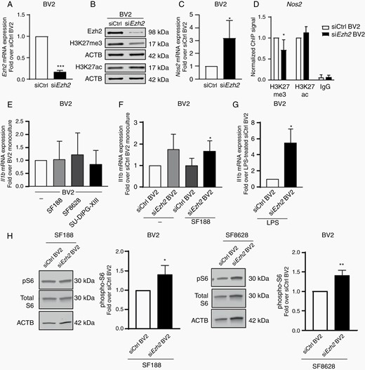 Repression of Ezh2 gene expression in microglia promotes the expression of anti-tumoral factors. (A) qPCR analysis of Ezh2 in BV2 microglia cells transfected with either Ezh2-specific siRNA (siEZH2) or scramble siRNA (siCtrl). Fold change is shown relative to siCtrl with siCtrl set as 1. (B) Immunoblot analysis of siEzh2 and siCtrl transfected microglia cells for EZH2, H3K27me3, H3K27ac and β-actin. qPCR analysis of (C) Nos2 expression in siEzh2 or siEzh2 BV2 microglia (D) Chromatin Immunoprecipitation (ChIP) analysis of H3K27me3 and H3K27ac on the Nos2 promoter in siCtrl or siEzh2 BV2 cells (E) Il1b expression of BV2 microglia grown as monocultures or with SF188, SF8628 or SU-DIPG-XIII glioma cells as segregated co-cultures for 4 h, results are shown relative to BV2 monocultures, set as 1. qPCR analysis of Il1b for (F) siEzh2 or siCtrl microglia grown as monocultures or with SF188 as segregated co-cultures for 4 h, results are shown relative to siCtrl BV2 monocultures, set as 1 and (G) LPS-treated siEzh2 or siCtrl BV2 4 h (H) Immunoblot analysis of siEzh2 and siCtrl transfected microglia cells following 4 h co-culture with SF188 or SF8628 glioma cells for phospho-S6, Total S6 and β-actin. P value: *<.05, and ***<.001.