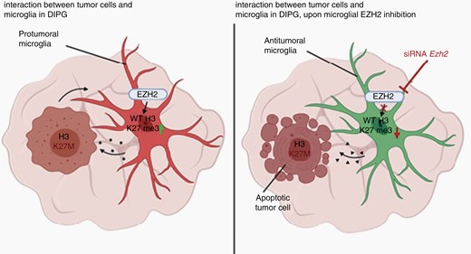 Schematic illustration showing proposed mechanism for how EZH2 inhibition can lead to apoptotic tumor cell death in the context of DIPG upon activation of a microglial anti-tumoral phenotype.