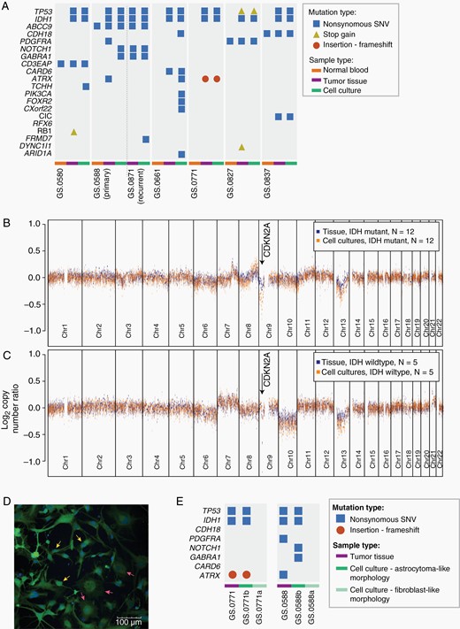 IDHmt cell cultures represent the genotype of IDHmt gliomas. (A) Presence of glioma-associated mutations in non-neoplastic control tissue (orange bars), tumor tissue (purple bars), or cell cultures (green bars), determined by whole exome sequencing. Mutation types included are nonsynonymous SNVs (blue squares), stop gains (yellow triangles) and frameshift (red circles). (B, C) Median copy number log ratio plots of IDHmt tissues and cultures (N = 12), and IDHwt tissues and cultures (N = 5) based on global methylation data. The X-axes show chromosome 1–22, the Y-axes show the median ratio of the log2 copy number change. Chromosomal gains and losses are more pronounced in cultures than in tissues, probably due to the absence of noncancerous cells in cultures. (D) Fluorescent image of an early IDH mutant cell culture with two distinct phenotypes: astrocytoma-like cells (three individual cells pointed out by yellow arrows) and fibroblast-like cells (three individual cells pointed out by pink arrows). The scale bar represents 100 μm. (E) Mutations identified in IDHmt tumors GS.0771 and GS0588, and their respective derived cultures. Each tumor resulted in one culture with astrocytoma-like cells and one culture with a fibroblast-like morphology.