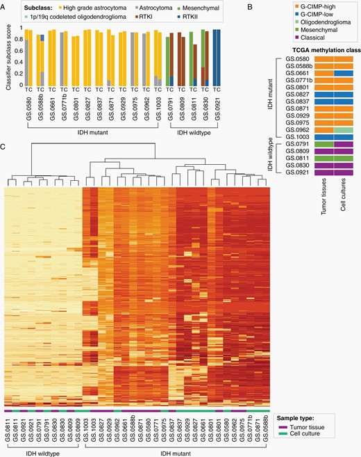 Global methylation profiles of astrocytoma tumor tissues and derived cell cultures. One sample was analysed for each tumor and derived culture (N = 12 IDHmt, N = 5 IDHwt). (A) Bar graph of subclass scores from the global methylation-based CNS tumor classifier defined by Capper at al.18 The origin of the DNA sample, tumor tissue (T) or cell culture (C), is indicated on the X-axis. The Y-axis represents the methylation class family member classifier score (positive match score ≥ 0.5, maximum score of 1). (B) Representation of TCGA classification of tumor tissue and derived cell culture samples, based on seven probes associated with G-CIMP high or G-CIMP low methylation class. (C) Unsupervised clustering heatmap of DNA methylation profiles of IDHwt tissue samples and cell cultures, and IDHmt tissue samples and cell cultures, based on the 1000 most variable methylated probes. The two main clusters separate IDHwt from IDHmt.