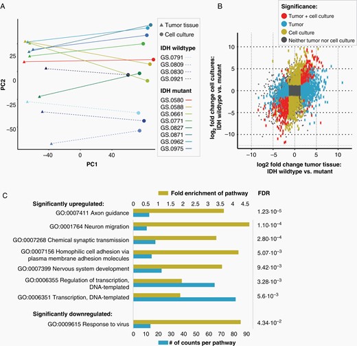 Correlation of transcriptomics of IDHmt cell cultures and parental tumor tissue. One sample was analysed from each tumor and derived culture (N = 8 IDHmt, N = 4 IDHwt) (A) Clustering of glioma cell cultures and tumor tissues based on RNA expression through principal component analysis. Components 1 and 2 are shown. (B) Scatterplot showing the correlation between the log2 fold change of IDHwt versus mutant in tumor tissues (X-axis) and IDHwt versus mutant in cell cultures (Y-axis). The grey square represents the cut-off for the identification of differentially expressed genes, set at a log2 fold change larger than –1.5 or smaller than 1.5. (C) Gene ontology pathway analysis of significantly upregulated or downregulated pathways in IDHmt versus IDHwt cell cultures (adjusted P-value < .05). The size of the blue bars represents the number of DEGs in that pathway (bottom X-axis), and yellow bars represents the fold enrichment (FE) of the pathway (top X-axis). The false discovery rate values are shown on the right side of the graph.
