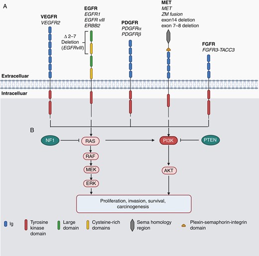 Critical RTK structure and signaling pathways in GBM. (A) RTK structure. The 5 RTK families most studied in GBM are shown. The variants with GBM genetic alterations are listed below the family names. All RTKs have a similar molecular architecture, which is characterized by an extracellular domain, a single transmembrane region and a cytoplasmic region consisting of a juxtamembrane domain, a tyrosine kinase (TK) domain and the carboxy terminal (modified from Lemmon, et al., with permission). (B) RTK signaling pathway. RTKs can be activated through ligand-dependent or ligand-independent mechanisms, leading to receptor dimerization and phosphorylation at the TK domains. RTK phosphorylation further triggers downstream signaling pathways that activate or repress genes involved in proliferation, invasion, survival and carcinogenesis. An elevation of the RTK-mediated RAS and PI3K signaling pathway (RTK/RAS/PI3K) is the most frequent signaling alteration, occurring in about 90% of GBM patient specimens. As in other cancer types, additional mutation, or deletion of tumor suppressor genes such as NF1 and PTEN further accelerates RTK/RAS/PI3K activity, promoting glioma initiation and malignant progression.