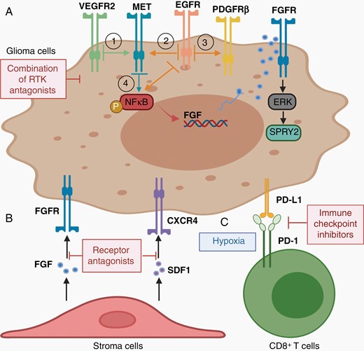 Mechanisms of resistance and potential combination strategy. Acquired resistance to RTK-targeting reagents may involve 3 mechanisms: (A) through compensatory upregulation of other RTKs. It is common that inhibiting a single RTK signaling may cross activate another pathway to sustain tumor proliferation and invasion; thus, a combination of multiple TKIs will improve the therapeutic efficacy (see the text for more details); (B) through stroma-mediated soluble factor secretion. Tumor cells under treatment may select to respond to the signals from the microenvironment that are favored for survival, leading to tumor recurrence. Thus, TKIs in combination with those receptor antagonists may improve the therapeutic efficacy; (C) through hypoxia-mediated immune checkpoint activation. After anti-angiogenic therapy, the consequent hypoxic environment may upregulate immune checkpoint signaling activation in the tumor, leading to T cell exhaustion. Thus, TKIs in combination with checkpoint inhibitors may improve the therapeutic efficacy.