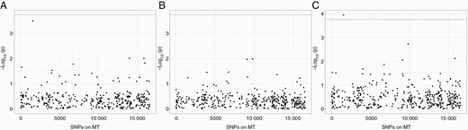 Association analysis results for mitochondrial SNPs in (A) European subjects (B) Hispanic subjects (C) meta-analysis of both populations. Y-axis shows -log10 P values from association models. X-axis shows location of SNP in mitochondria. Significance level is determined by Bonferroni test, based on number of actual tests after pruning.