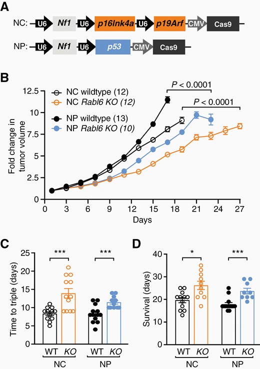 RABL6A promotes MPNST progression in both Nf1 + Cdkn2a and Nf1 + p53 targeted primary MPNST mouse models. Adenoviral CRISPR-Cas9 targeting of Nf1 + Cdkn2a or Nf1 + p53 was performed in the sciatic nerve of wildtype (WT) or Rabl6 knockout (KO) C57BL/6N mice to generate primary MPNSTs. (A) Schematic of CRISPR-Cas9 targeting constructs with sgRNAs against Nf1 with p16Ink4a and p19Arf (together comprise the Cdkn2a locus), designated NC, or sgRNAs against Nf1 and p53, designated NP. U6 and CMV promoters are indicated. (B) Fold change in tumor volume shows mice lacking Rabl6 display slower tumor growth kinetics in both NC and NP genetic settings. (C) Time (in days) for tumors to triple in size in WT versus Rabl6 KO mice. (D) Survival (time to maximum 2000 mm3 tumor volume) of WT versus Rabl6 KO mice. Error bars, SEM. B: P value determined by a generalized linear model to assess the difference between the curves. C–D: P value, Student’s t-test for KO versus WT comparisons per genotype (*, P < .05; ***, P < .001).
