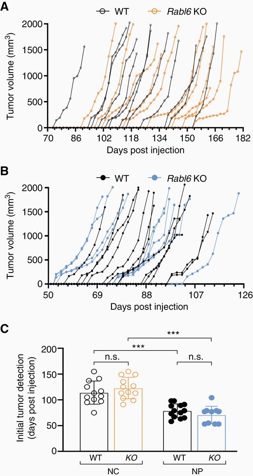 Tumor initiation is not altered by RABL6A loss in Nf1 + Cdkn2a and Nf1 + p53 inactivated MPNSTs. Individual tumor initiation and growth kinetics from (A) Nf1 + Cdkn2a (NC) and (B) Nf1 + 53 (NP) targeted tumors in wildtype (WT) and Rabl6 KO mice. (C) Initial tumor detection, measured in days following CRISPR-Cas9 adenovirus injection in the sciatic nerve of each mouse within the indicated groups, shows faster MPNST formation in NP tumors. Error bars, SEM. C: P value, Two-way ANOVA with Tukey’s multiple comparisons test (***, P < .001; n.s., not significant).