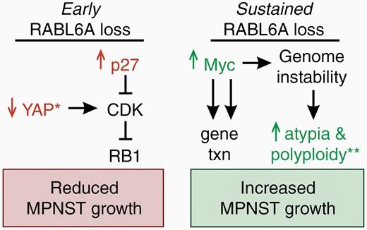 Model of molecular changes in de novo MPNSTs following early versus sustained RABL6A loss. RABL6A-regulated pathways proposed to mediate reduced MPNST growth in the early stages of RABL6A loss (left) versus the highly proliferative tumors that have become refractory to sustained RABL6A loss (right). Validated changes are highlighted in color. Left, initial loss of RABL6A downregulates YAP expression and signaling (*, selectively in Nf1-Cdkn2a inactivated tumors) along with activation of p27-RB1-mediated cell cycle arrest. Right, long-term RABL6A loss somehow leads to increased Myc protein expression, which would promote the transcription (txn) of its tumor-promoting gene targets, some of which cause genomic instability. **In Nf1 + p53 inactivated tumors, sustained loss of RABL6A enhances tumor cell atypia and polyploidy, which are outcomes of genome instability and reflect increased malignancy.