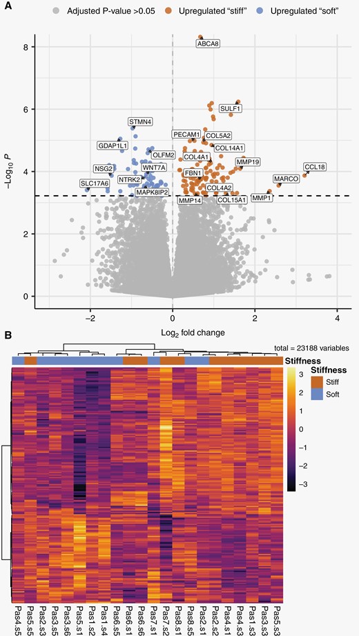 Differential gene expression between “stiff” and “soft” biopsies in GBM tumors. (A) Volcano plot summarizing the results of differential gene expression between “stiff” and “soft” biopsies. The magnitude of change in expression between “stiff” and “soft” biopsies is shown along the x-axis, and the statistical significance is shown along the y-axis. About 521 genes were found to have differential expression between the groups with an adjusted P-value < .1, 196 genes with an adjusted P-value < .05 shown in blue and red. (B) Heatmap of differentially expressed genes, where biopsies are grouped according to the pattern of gene expression. All genes that passed an adjusted P-value threshold of .05 (196 genes) are included in the heat map, along the y-axis. The analyzed biopsies are shown along the x-axis. The color gradient shows the changes of gene expression, the expression of genes is scaled across all biopsies. “Pas” represents patient number, “s” represents biopsy number.