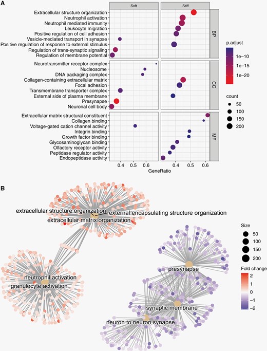 Gene-set enrichment analysis of differentially expressed genes in “soft” and “stiff” tumor biopsies. (A) Dot plot representing the terms most highly enriched in each Gene Ontology category. BP = Biological process, CC = cellular component, MF = molecular function, p.adjust = p-value adjusted for multiple testing. (B) Pathway enrichment map of the GSEA results. Central nodes represent Gene Ontology terms, smaller dots represent differentially expressed genes (>0= upregulated in "stiff" biopsies, <0 = upregulated in “soft” biopsies").