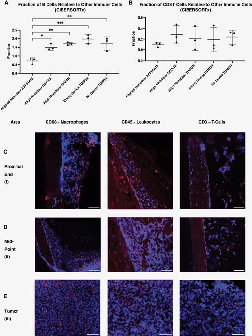 CIBERSORTx and IHC analyses of devices in F98-GFP+ tumor model. (A) and (B) CIBERSORTx analysis of bulk RNA-sequencing data for samples collected from: aspirated material from inside the aligned nanofiber device, tissue attached to the aligned nanofiber film within the device conduit, the intracortical tumor in the implant and control groups, and healthy brain tissue in the F98-GFP+ tumor model. (C)–(E). Aligned nanofiber devices retrieved after aspirate biopsy, sectioned transversely, stained, and imaged showing residual tissue that remained attached to the nanofiber. Within this adherent tissue, immune cells are present throughout the length of device. (C) (proximal end of device), (D) (midpoint of device), (E) (primary tumor mass) (scale bar: 50 μm). Blue: DAPI, Red: Immune Cell Marker.