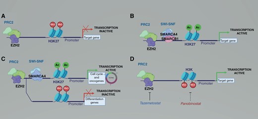 Epigenetic alterations in rhabdoid tumors prevent differentiation and drive proliferation. (A) EZH2 and the polycomb repressor complex 2 (PRC2) promote histone methylation and suppress transcription. (B) In normal development, the mammalian SWI/SNF complex including SMARCB1 and SMARCA4 antagonize PRC2, allowing transcription of pro-differentiation and cell cycle genes. (C) In rhabdoid tumors, loss of SMARCB1 is compensated at some promoters by SWI/SNF complexes containing SMARCA4, leading to transcription of cell cycle progression genes but not of pro-differentiation genes. (D) Tazemetostat inhibits EZH2, leading to decreased histone methylation. The HDAC inhibitor panobinostat leads to increased histone acetylation. Either decreased histone methylation or increased histone acetylation leads to increased transcription of pro-differentiation genes.