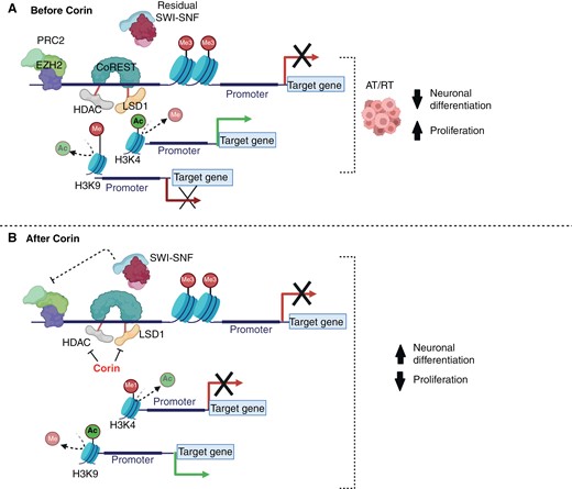 (A) CoREST may inhibit the residual mammalian SWI/SNF complex in rhabdoid tumors, leading to differentiation block due to decreased histone acetylation (H3K9Ac) and increased histone methylation (H3K9me), while increased H3K4Ac may drive pro-proliferation gene expression. (B) Inhibition of CoREST by corin may lead to increased H3K4 monomethylation (H3K4me), causing repression of pro-proliferation genes, as well as H3K9 aceylation (H3K9Ac), causing reactivation of tumor suppressors and rhabdoid tumor differentiation.