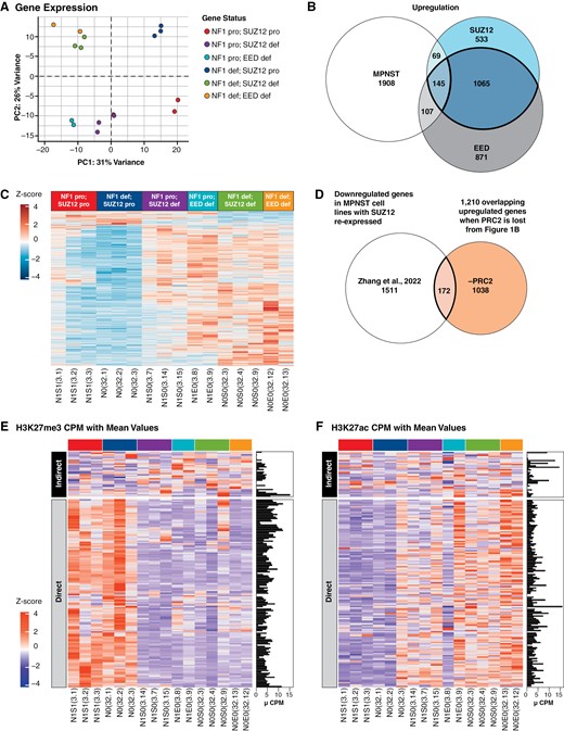 Differential expression analyses reveal 1327 genes that are altered by PRC2 status in NF1-deficient human Schwann cell (SCs), are upregulated or downregulated during transformation, and are potential mediators of the MPNST phenotype. PCAs of engineered immortalized human Schwann cell (iHSC) lines using (A) gene expression data. (B) Overlap of differentially upregulated genes from MPNSTs, NF1 and PRC2 (SUZ12 or EED)-deficient human SCs leads to 145 upregulated differentially expressed genes; 1210 genes are upregulated when PRC2 is lost (shown in bolded overlap). (C) Heatmap of overlapping 1327 differentially expressed, PRC2-regulated genes across all engineered human SCs. Values are gene-wise Z scores. (D) Overlap of downregulated differentially expressed genes from MPNSTs with PRC2 restored from Zhang et al. and 1210 upregulated genes from iHSCs. Heatmaps of the (E) H3K27me3 and (F) H3K27ac status of 172 direct and indirect targets of PRC2. The downregulation Venn diagram is shown in Supplementary Figure S2C. All Western blot quantification can be found in Supplementary Figure S6.