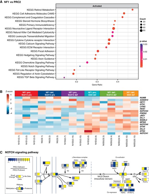 NOTCH signaling is a significantly upregulated pathway when PRC2 is lost in engineered iHSCs. Gene set enrichment analysis using clusterProfiler of iHSCs with (A) NF1 and PRC2 loss. (B) Gene expression heatmap of NOTCH signaling pathway players across all engineered lines. (C) NOTCH signaling pathway rendered by Pathview compiling RNA seq (middle panel), methylome (left panel), and proteome (right panel) data representing the ratio in change of each signaling pathway player after PRC2 loss in iHSCs.