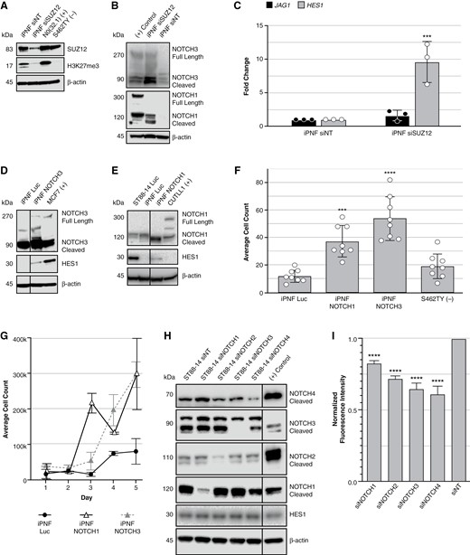 NOTCH signaling modulates growth behaviors in transient PRC2 knockdown Schwann cell models and PRC2-deficient MPNSTs. (A) Western blots to confirm SUZ12 was knocked down in iPNF cells. (B) NOTCH1 and NOTCH3 were probed in a transient SUZ12 knockdown in iPNF cells. (+) control refers to CUTLL1 cells for NOTCH1 and MCF7 cells for NOTCH3. (C) RT-qPCR of upstream and downstream markers of NOTCH signaling on generated transient cell line models (pooled siRNA). (D, E) Western blots to confirm successful transfection of GOF vectors of Notch pathway players (NOTCH1, NOTCH3, and Luciferase control) in iPNF lines. (F) Average cell counts of GOF cell lines following 24-h transwell migration assay. (G) Proliferation of iPNF GOF lines in a 6-well plate was tracked over 5 days; 20 000 cells were plated on day 0. Two-way ANOVA of Luc vs NOTCH1 yields a P-value of .004 and Luc vs NOTCH3 yields a P-value of .0143. (H) Western blots to confirm siRNA knockdown of NOTCH receptors in MPNST cell lines. (I) Proliferation of siRNA knockdown MPNST cell lines with AlamarBlue in 96-well plate format. ***P ≤ .001, ****P ≤ .0001.