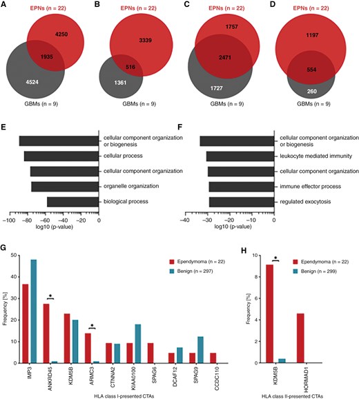 Comparison of EPN and GBM HLA class I ligandomes and identification of CTAs in the EPNimmunopeptidome. Overlap analysis was performed with (A) HLA class I ligands, (B) HLA class II-presented peptides, (C) HLA class I ligand source proteins, and (D) source proteins of HLA class II-presented peptides identified in the EPN cohort and those identified in a previously published GBM cohort (n = 9).44 GO term enrichment of biological processes was performed using the panther DB webservice32 with (E) HLA class I ligand source proteins and (F) source proteins of HLA class II-presented peptides shared by EPNs and GBMs. Top 5 enriched terms with respect to their log10 P-value (Fisher’s exact test) were selected. Representation frequencies of published CTAs45 in (G) HLA class I and (H) HLA class II ligandomes of ependymomas and in the benign reference immunopeptidomes. Fisher’s exact test was applied for comparative statistical analysis. *P-value ≤ .05 after Bonferroni correction; CTA, cancer/testis antigen; EPN, ependymoma; GBM, glioblastoma.
