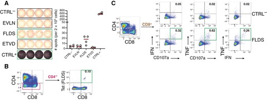 T cell immunogenicity testing for patient EPN-018. PBMCs were cultured for 12 days in the presence of the HLA-A*02:01 tumor ligand FLDS and IL-2 and subsequently tested for the presence of antigen-specific T cells. (A) IFN-γ ELISpot with 200.000 cells/wells seeded in 4 replicates. CTRL- and CTRL+ were DMSO and PHA-L, respectively. Peptides EVLN and ETVD were unrelated HLA-ligands from patient EPN-014, dark red lines indicate means. (B) HLA-tetramer staining for FLDS in CD4- and (C) intracellular cytokine staining after FLDS stimulation showing intracellular IFN-γ and TNF, and surface CD107a expression in CD8+ T cells. Frequencies of marker positive cells are given within CD8+ T cells and green frames indicate T cell reactivities as defined in the materials and methods section. Gating strategy is shown in Supplementary Figure S3A.