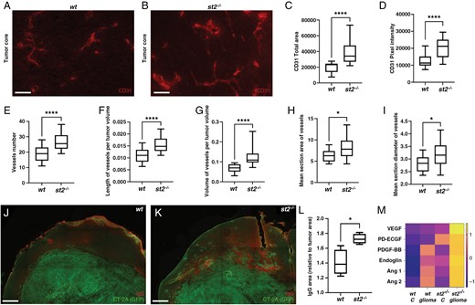 Aggravated tumor vasculature in the absence of ST2 in mouse glioma. (A-B) Immunofluorescence staining showing increased CD31 expression and vascular density in gliomas from ST2-deficient mice. In the absence of st2, CD31 expression increases, as evidenced by (C) area marked by CD31 antibodies and (D) intensity of the staining close to the tumor border. There is a higher number of vessels (E), extended vessel length (F), and larger vessel volume (G). (H) Vessels in st2-/- mice are characterized by a greater cross-sectional area and (I) an increased diameter. (J-L) IgG labeling reveals that ST2-deficient glioma-bearing mice exhibit more leakage than wt mice in close proximity of the tumor border (M) Elevated levels of proteins associated with angiogenesis in serum of ST2-deficient mice with brain tumors, compared to control mice, and further enhanced in st2-/- mice with glioma. Results are representative of three biological replicates with 10 mice per group in each repeat. Scale Bars: 50 µm (A, B) and 500 µm (J, K).