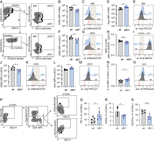 Absence of ST2 results in suppressed immune response in CT-2A gliomas. Flow cytometry data of immune cell profiles in CT-2A brain tumors from wt and st2-/- mice. (A) Gating strategy used to identify innate myeloid populations in the brain of CT2A-bearing wt and st2-/- mice by flow cytometry, namely CD11b+CD11c- macrophages (MΦ), CD11b-CD11c+ cDC type 1 (cDC1) and CD11b+CD11c+ cDC type 2 (cDC2). The overall macrophage, cDC1, and cDC2 populations were identified by gating on CD45high cells, followed by gating based on CD11b and CD11c expression. Alternatively, non-tissue resident cDC1s were identified as CD45highCX3CR1-CD11b-CD11c+. Macrophages (CD11b + CD11c-) from st2-/- mice have reduced CD86 expression (B,C) and increased Arg1 levels (D, E), indicating suppressed activity. The gray box in (D) highlights a population of CD86hi cells that were underrepresented in st2-/- mice. (D,E) The dotted line in (E) indicates increased expression of Arg1 in st2-/- mice. Type 1 conventional dendritic cells (CD11b-CD11c + cDC1s) in st2-/- mice show lower CD86 (F, G), and nonresident CX3CR1- cDC1s display reduced MHC-II expression (H, I), crucial for T cell activation. The gray box in (G) highlights a population of CD86hi cells that were underrepresented in st2-/- mice while the gray box in (I) highlights a population of MHC-II- cells that were overrepresented in st2-/- mice. Similarly, type 2 cDCs (CD11b + CD11c + cDC2s) display decreased CD86 (J, K) with heightened Arg1 (L, M) and IL-10 production (N, O), suggesting immune inhibition. The gray box in (K) and (O) highlights a population of CD86hi and IL-10hi cells that were underrepresented in st2-/- mice. The dotted line in (M) indicates increased expression of Arg1 in st2-/- mice. (P) Gating strategy used to produce data shown in panels Q-S. The two major T cell subpopulations were separated based on their CD8 and CD4 expression. CD8+PD1+, as well as CD4+CD69+ and CD4+CD107a+ T cells, were identified using FMO-based gates. An increase in exhausted CD8 + PD1 + T cells (Q) and a decrease in activated (CD69+) (R) and cytotoxic (CD107a+) (S) CD4 + T cells in st2-/- mice indicate T cell suppression. Results are representative of three biological replicates with 10 mice per group in each repeat.