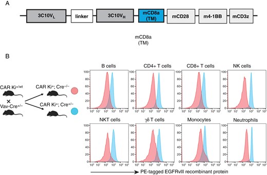 The figure illustrates the CAR construct design and shows that EGFRvIII-targeted CAR is successfully expressed in various immune cell populations, as confirmed by flow cytometry.