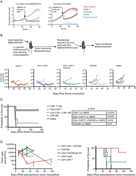 In vitro, CAR-NK cells showed higher cytotoxicity against glioma cells compared to WT NK cells and exhibited comparable efficacy to CAR-T cells. In vivo, CAR-T and combined CD4⁺ CAR-T and CAR-NK treatment improved survival, whereas CAR-NK cells alone were ineffective, suggesting that the observed benefit was mainly due to CD4⁺ CAR-T cells. Only CAR-T-treated mice demonstrated durable anti-tumor responses upon rechallenge.