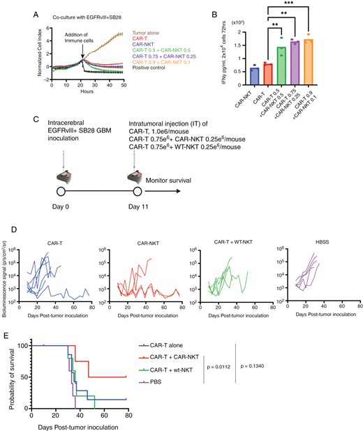 The combination of CAR-T and CAR-NKT cells enhanced cytotoxic activity and IFNγ secretion in vitro compared to either cell type alone. In vivo data suggested that combination therapy improved survival in glioma-bearing mice, although statistical significance was not confirmed due to the limited sample size.